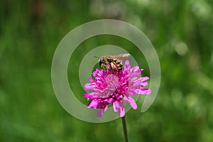 Včela je opeľovať purpurová kvetina. včela je zberný nektár cikánka ruže kvetina. rastlina kvet 