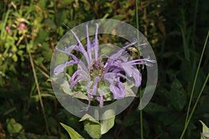 Bee pollinating purple wildflower