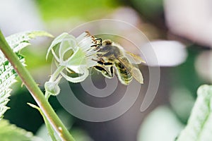 Bee pollinating raspberry flowers