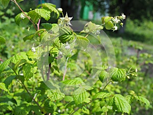 Bee Pollinating Raspberry Flowers sunny summer day