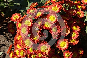 Bee pollinating red and yellow flowers of Chrysanthemum
