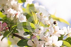 Bee Pollinating Spring Blossoms in Sunlight photo