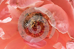 Bee pollinating on the stamens of a rose. Detail close up. Macro photography