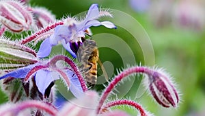 Bee pollinating Starflower Borago officinalis
