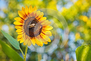 Bee pollinating a Sunflower