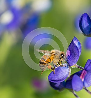 Bee pollinating Texas bluebonnet flower