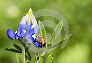 Bee pollinating Texas bluebonnet flower