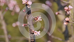 A bee pollinating a tree with pink flowers in the spring concept of new life after a cold winter