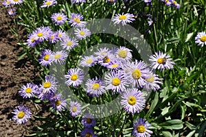 Bee pollinating violet flowers of Erigeron speciosus