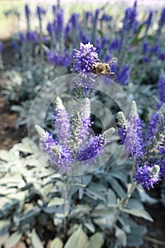 Bee pollinating flowers of Veronica ncana