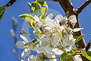 A bee pollinating white apple blossoms against a blue sky background