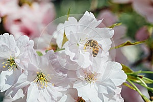 Bee pollinating white cherry tree flowers