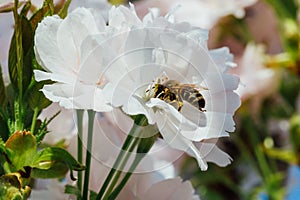 Bee pollinating white cherry tree flowers