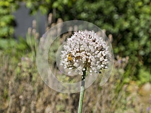 A bee pollinating white circular shaped flowers Allium