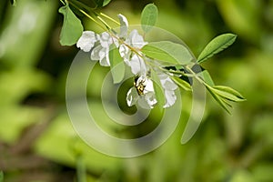 Bee pollinating white flower