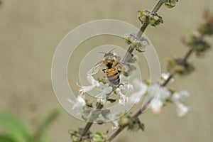 Bee Pollinating A White Flower