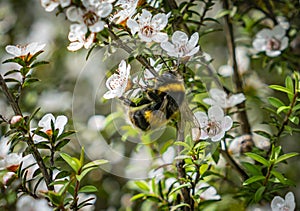 Bee pollinating white flowers of NZ manuka tree