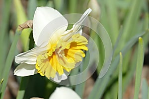 Bee pollinating white narcisus