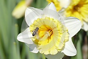 Bee pollinating white narcisus