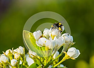 Bee pollinating white roses, macro closeup of a bee on white flowers, nature background