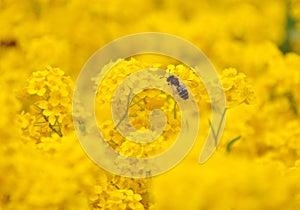 Bee pollinating wild yellow flowers
