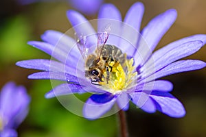 Bee pollinating on a windflower blossom