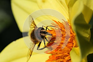 Bee Pollinating Yellow Dahlia Flower Dark Background