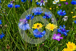 A bee pollinating on a yellow daisy