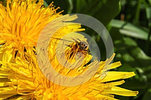 Bee pollinating on a yellow dandelion flower