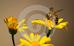 A Bee Pollinating a Yellow Flower 1