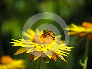 A bee pollinating on yellow flower