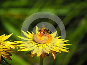 A bee pollinating on yellow flower