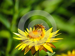 A bee pollinating on yellow flower