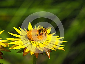 A bee pollinating on yellow flower