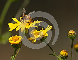 A Bee Pollinating a Yellow Flower 2