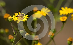 A Bee Pollinating a Yellow Flower 3