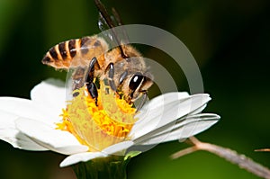 Včela opylení 