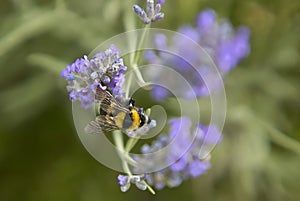 Bee Pollination