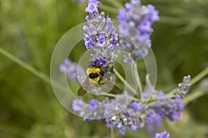 Bee Pollination