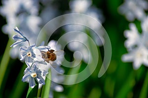 Bee pollination with beautiful Siberian squill flowers