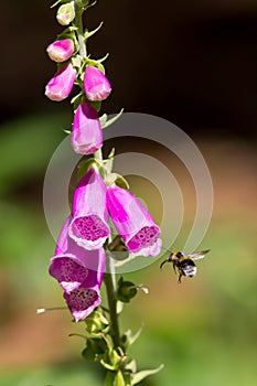 Bee pollination. Bumblebee flying towards garden foxglove digit