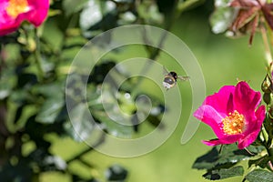 Bee Pollination. Bumblebee insect flying to a garden rose flower