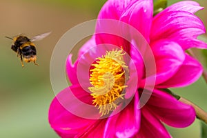 Bee pollination. Bumblebee with pollen flying near a peoni flower