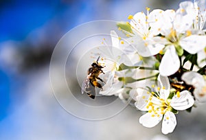 Bee pollination of cherry blossom