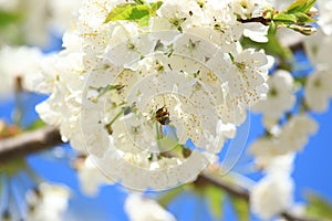 Bee pollination of cherry blossom tree