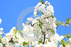 Bee pollination of cherry blossom tree