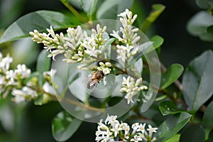 Bee during the pollination