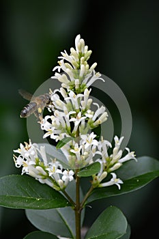 Bee during the pollination