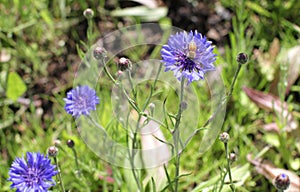 Bee pollination on cornflower for natural protection of flora