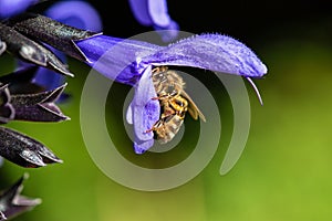 Bee Pollination Flower